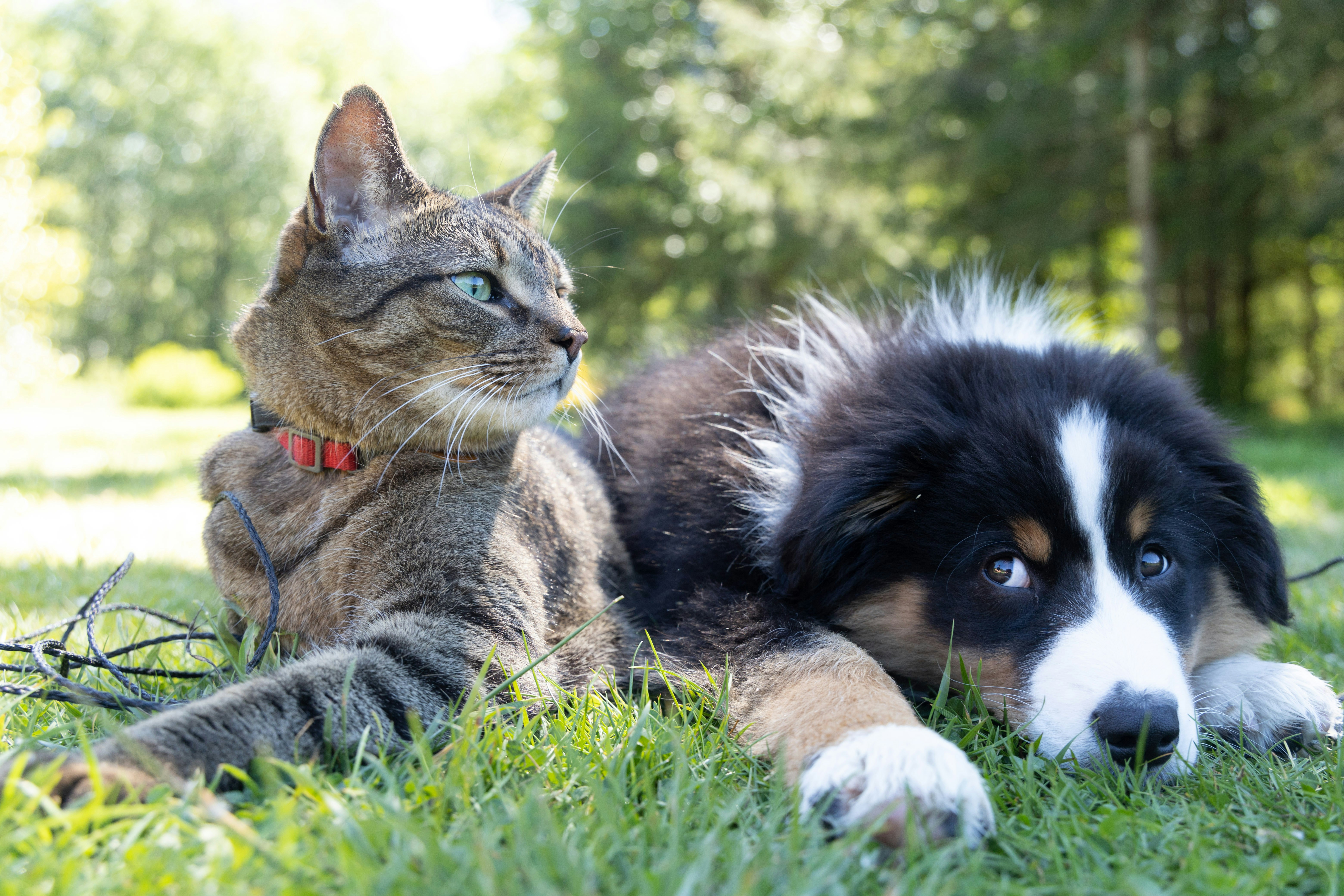 Cat and dog relaxing together outdoors